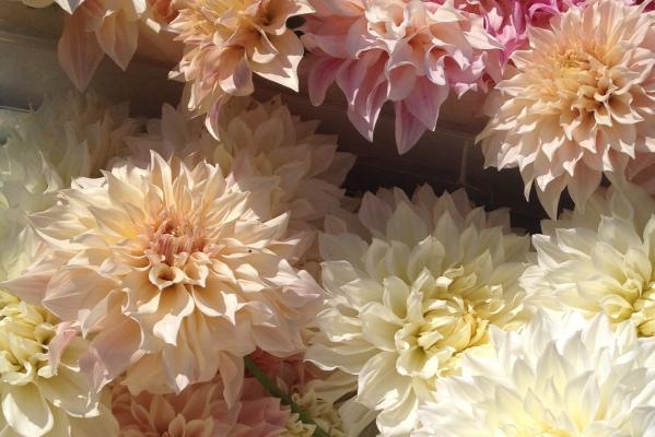 Poppins Posies