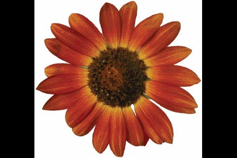 Good Sunflower Artistic Floral Design