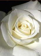 Rose Wedding Ceremonies